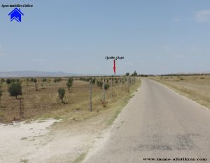 A vendre Senia a sidi mahmoud - 0221