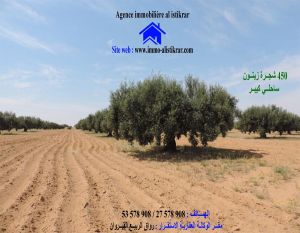 0664 - للبيع بالقيروان ذراع التمار أرض فلاحية