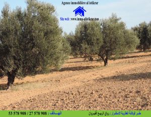 0777 - للبيع بالقيروان الخزازية سانية مساحتها 2.5 هكتار