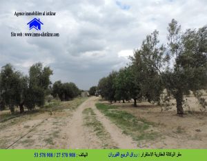 للبيع سانية ببئر السبيل زعفرانة مساحتها 34 هكتار - 0806