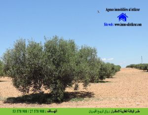 0814 للبيع بضواحي القيروان سانية تطل على الطريق الرئيسي