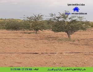 للبيع سانية بالعمايمية معتمدية سيدي عيش من ولاية قفصة - 0845