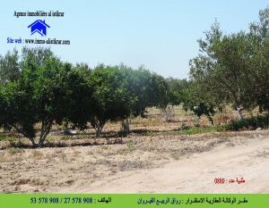 للبيع سانية بالقيروان الشبيكة - 0880