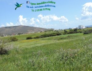 Terrain a hawaria de 8000 m² - 0175