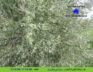 أرض فلاحية بالقيروان عين جلولة - 0836