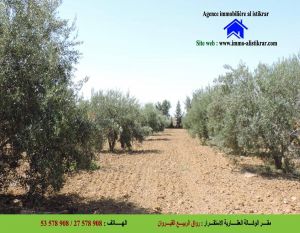 للبيع سانية بالقيروان مساحتها 9.5 هكتارات