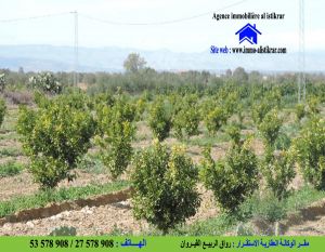 0677 - سانية للبيع بالقيروان طريق الرقادة الرئيسي مساحتها 5،5 هكتار